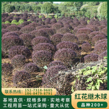 �������l �ڷ�80-100cm�t���^ľ�� �G�����̹�ľ�� �o�¾G������