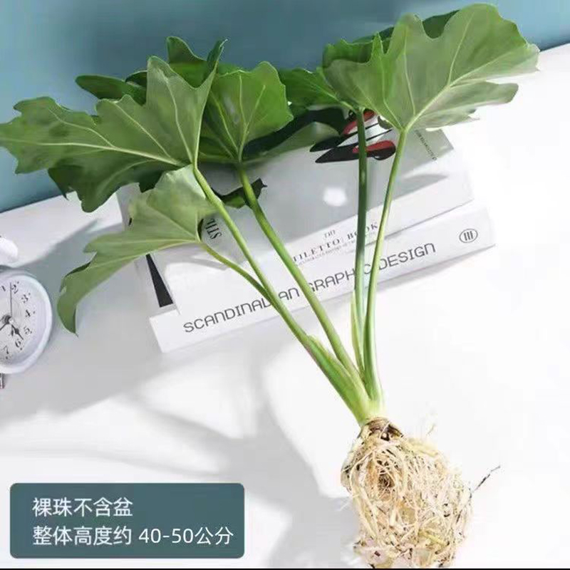 春雨绿植盆栽花卉植物室内易养活龟背竹无土纯羽水培植物室内花卉