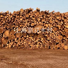 园林景观工程专用杉木桩 2米4米柳杉原木 日本柳杉 柳杉原木价格