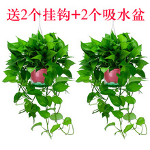 绿萝盆栽室内除甲醛自吸盆净化空气绿植花卉水培植物长藤吊兰批发