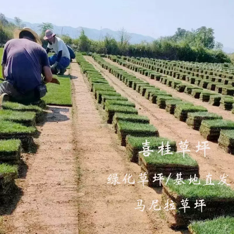 马尼拉草坪 带泥土草皮 果岭草四季青草皮 园林绿化耐践踏草