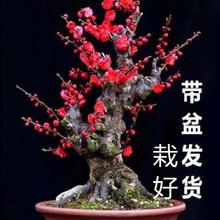 ÷Ϙԭt÷D÷G÷÷ɰ÷辰܎ͺֲ