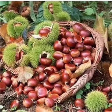 ���������������Ϸ�����ͥԺ�Nֲ�޽��ش����Ә�����Ԯ���Y��