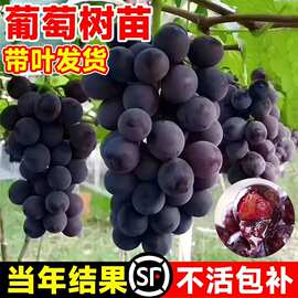 巨峰葡萄树苗阳光玫瑰夏黑果树果苗南北方四季种植盆栽庭院嫁接苗