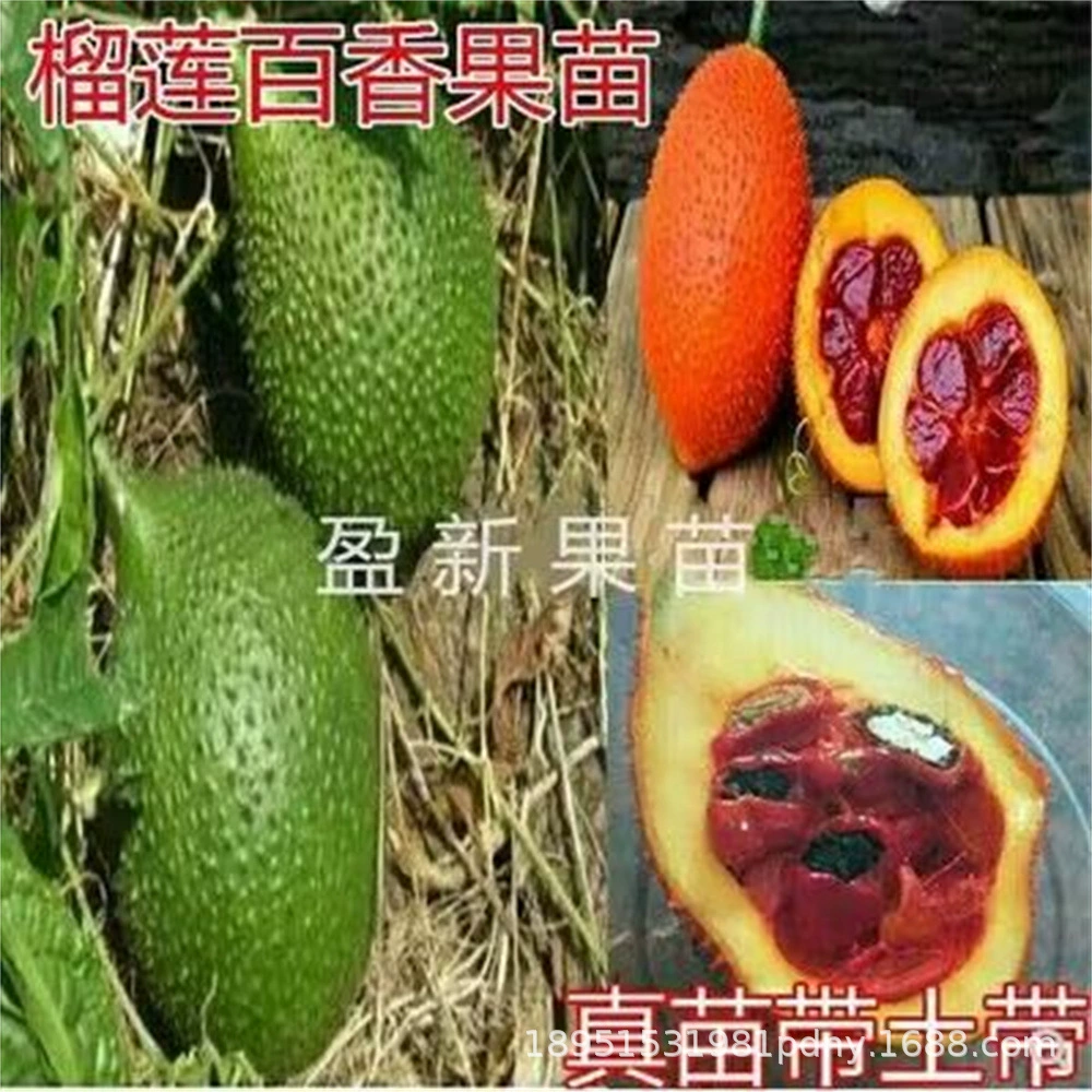 Таиланд дуриан маракуйи саженцы золотых маракуйи четыре сезона восхождение саженцы маракуйи посадка фруктовых деревьев на севере и юге