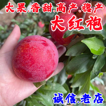 嫁接李子树苗蜂糖李子苗盆栽地栽特大果树苗南方北方种植当年结果