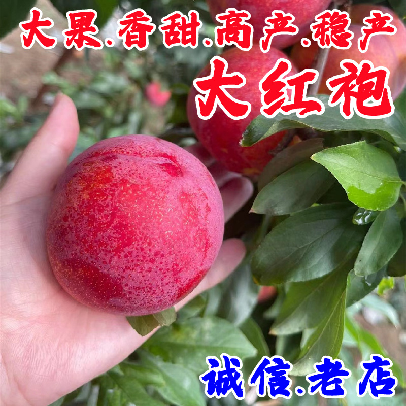 嫁接李子树苗蜂糖李子苗盆栽地栽特大果树苗南方北方种植当年结果