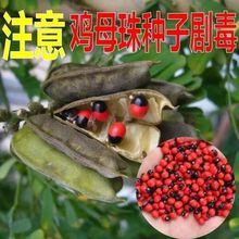 �uĸ��N�Ӻ��t�����˶���˼����ȸ����˼�Ӷ����t����N������