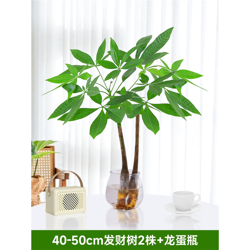 40-50cm 머니트리 2그루 [용알병 포함] 영양액 1팩 포함