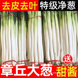 ��10���[5��ɽ�|���[�����F�U�a���r�����߲˼t�[�^�Ї����