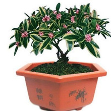 金边瑞香花苗盆栽树苗客厅观叶绿植物室内外阳台浓香庭院易活花卉