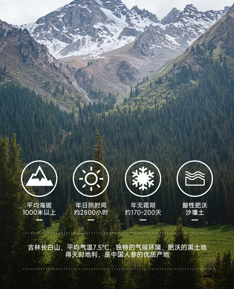 Dried Ginseng Rootlets Sun Dried Changbai Mountain Ren Shen Xu for Soup and Wine key features