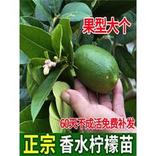 ̨���ļ��o����ˮ���ʘ䙎�������Ԏ�������Ϸ������Nֲ�������