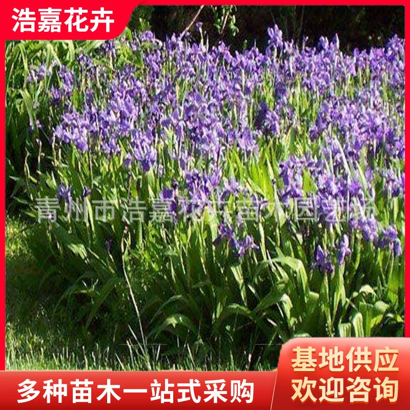 Оптовая база синих цветов ириса, водного ириса, крупные объемы садовых декоративных растений, рассада ириса