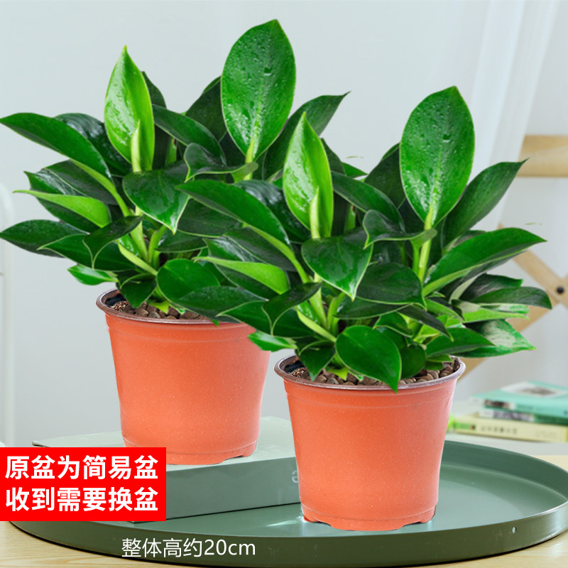 [1+1] 골드 다이아몬드 6개 + 오리지널 흙 대야 + 영양액