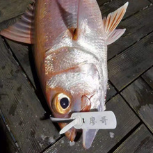 海釣魚標集裝箱物流鉛封 一次性塑料封條標牌扎帶 施封鎖掛鎖標簽