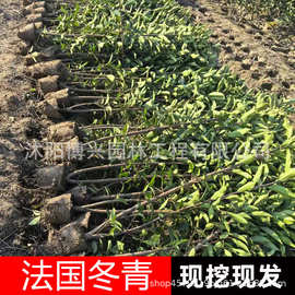 法国冬青树苗直立冬青绿篱笆围墙植物四季常青绿化丛生北海道黄杨