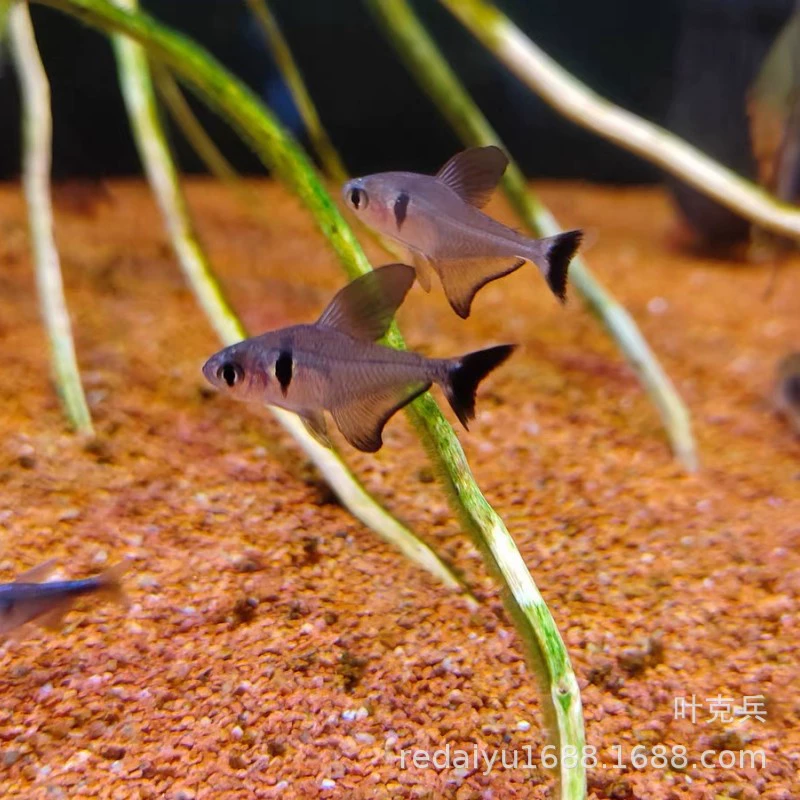 Шанхай оптовая продажа черный фантомный флаг рыба черный крючок флаг трава Танк групповой Тур тропические декоративные рыбы черный фантомный флаг рыба