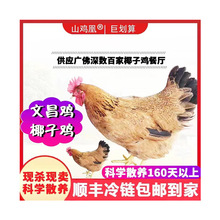 文昌鸡 批发海南文昌鸡椰子鸡源头厂家直供餐厅供应链优质土鸡
