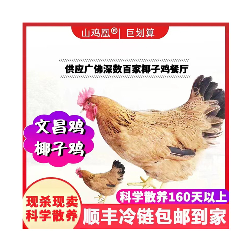 文昌鸡 批发海南文昌鸡椰子鸡源头厂家直供餐厅供应链优质土鸡