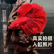 ���B�׻�̩�����~Ư���M�ڌ�����w�^�p�~�Ꭷ�~���ª{�����~