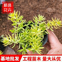 金叶佛甲草杯苗地被植物 金叶佛甲草 工程苗屋顶绿化佛甲草