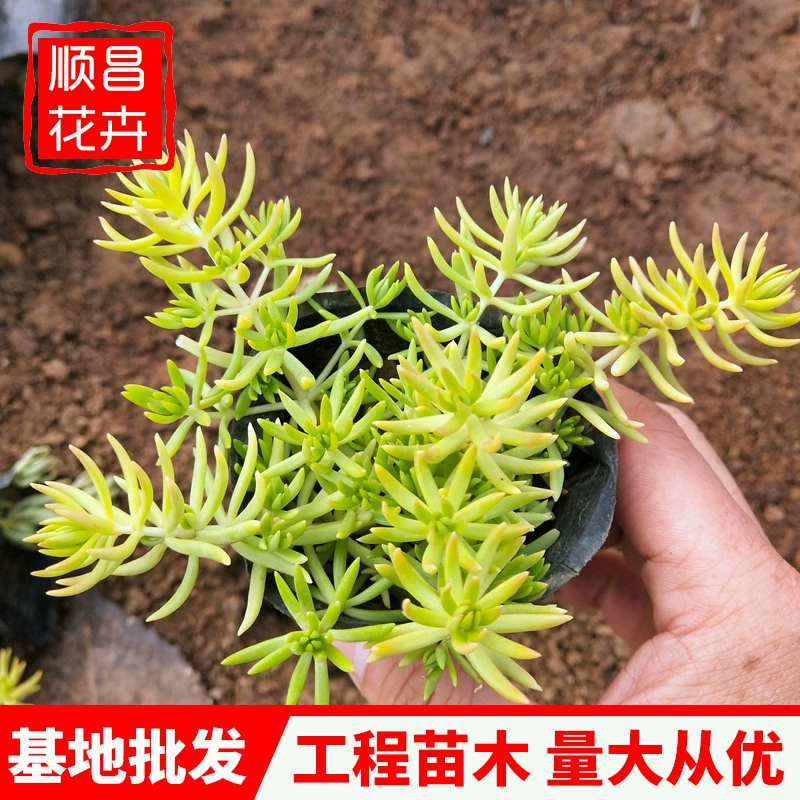 Инженерная рассада Цинчжоу Golden Leaf Ferguson Оптовая Зеленый лист Фергюсон Озеленение крыши Холодные и засухоустойчивые растения