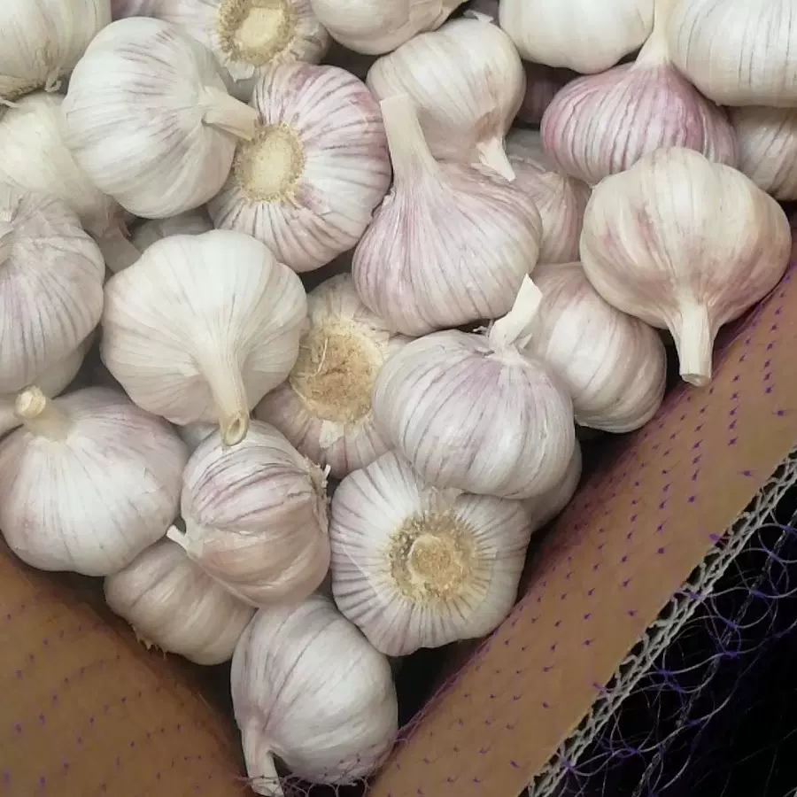 中国大蒜之乡山东金乡大蒜基地常年供应保鲜大蒜 大蒜批发紫皮蒜