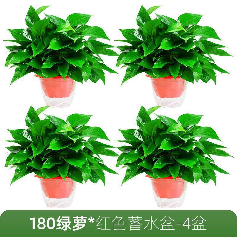 红盆绿萝4盆带吸水盆