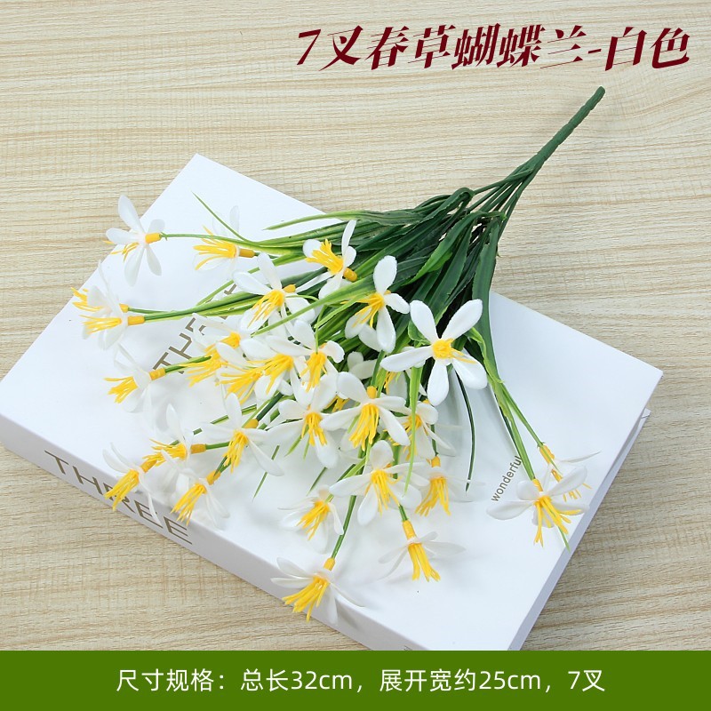 Phalaenopsis white