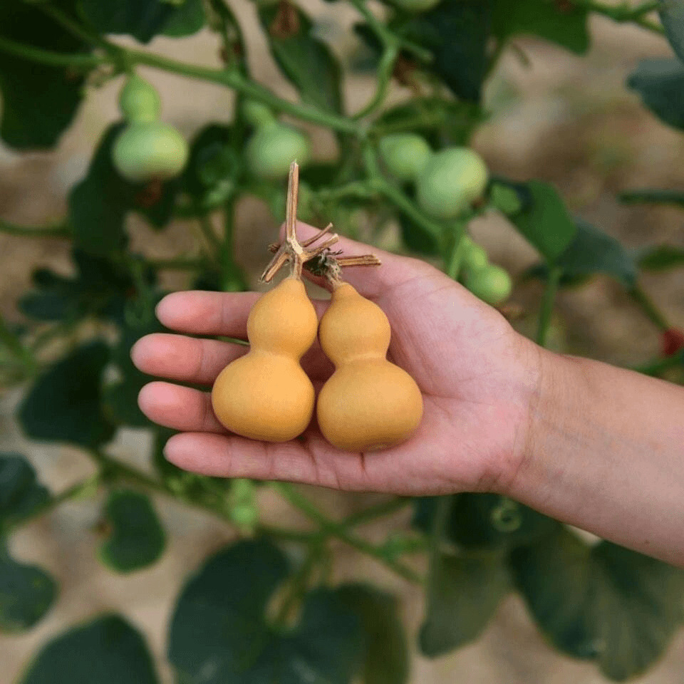 手捻葫芦种子 特小葫芦种子四季阳台庭院爬藤观赏植物文玩小葫芦
