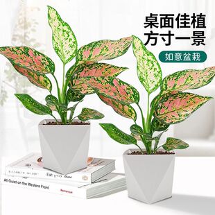 �����t�҃�ֲ������ʺ�С���Ի��@�̨�����՚��p������ˮ��Gֲ