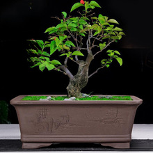 LɰR辰҃ͥԺsGֲմɴ̖}]