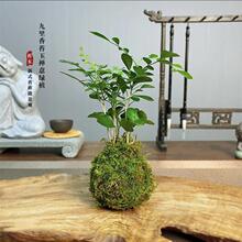 ���ㄓ�������̦�\��ˮ��ֲ��Ȥζ���^�ļ������k��������С�Gֲ