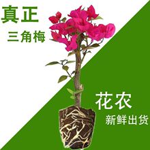 ��ɫ����÷����������ͥԺ����÷���ļ��_���Ϙ������ֱ�l��Ʒ�N