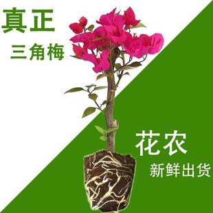 ��ɫ����÷����������ͥԺ����÷���ļ��_���Ϙ������ֱ�l��Ʒ�N