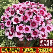 �������ʯ�񻨷N�Ӷ���������·߅����ͥԺ�׻�N���ӻ��ݷN��