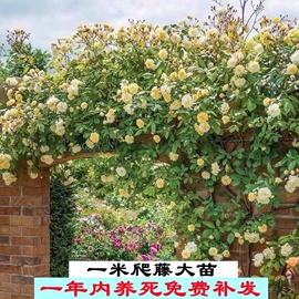 盆栽;灌木;乔木