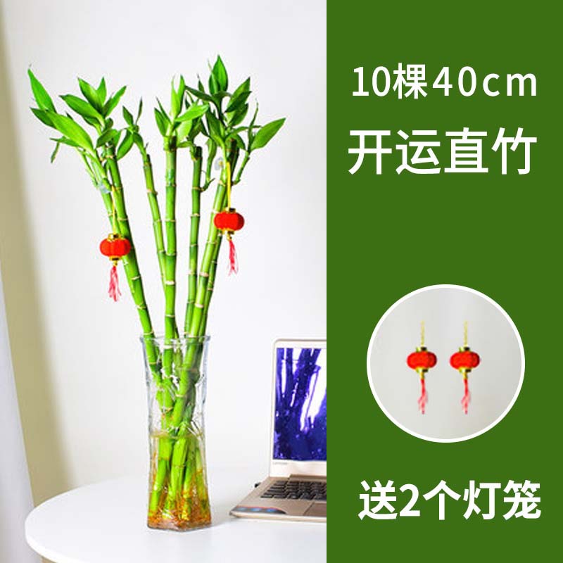 40cm 행운죽(직죽) 10개 + 랜턴 2개