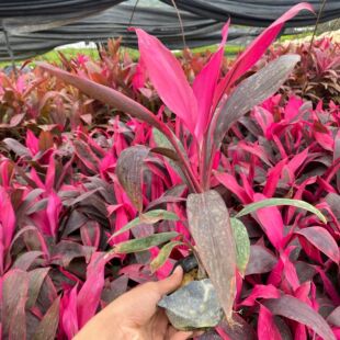 �t�~�콶���� �t�~�콶���� ���~�콶 �a��ֱ�N �r�񃞻�