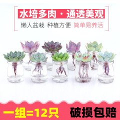 多肉植物の植木鉢透明水耕多肉植物ガラスボトル小さなミニ多肉植物栽培植木鉢サボテン植栽ポット