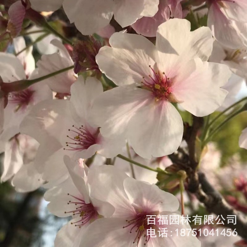 基地批发 日本早樱 苗圃优惠价格 早樱大树小苗 道路小区花灌木-阿里巴巴