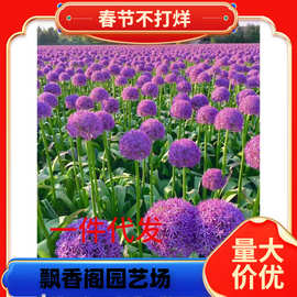 一件代发花在云间/进口大花葱种球-大使球王盆栽地栽耐寒冷多年生