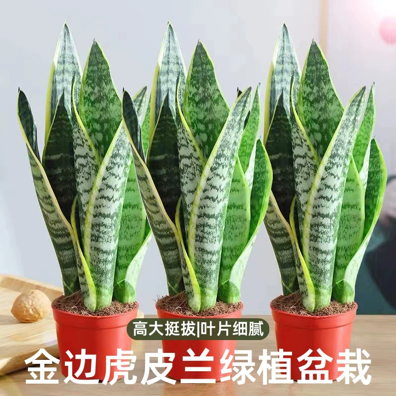 Зеленое растение с золотистыми краями, орхидея, зеленое растение в горшке, гидропонное комнатное суккулентное растение, цветок, гостиная, бонсай, настольный формальдегид