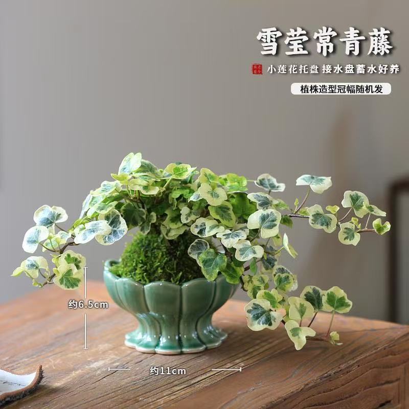 Buca nieve hiedra en maceta interior modelado creativo bonsai balcón sala de estar cesta colgante colgante planta verde
