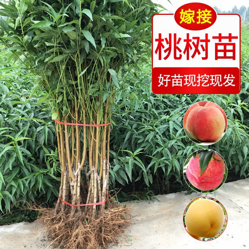嫁接桃树果苗水蜜桃锦绣黄桃苗血桃黑桃子南北方种植蟠桃油桃幼苗