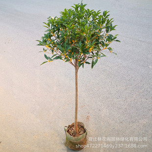 ԭ���𻨘����ļ�����ͻ��ܰ���ͥԺԭ��������̨�w���������