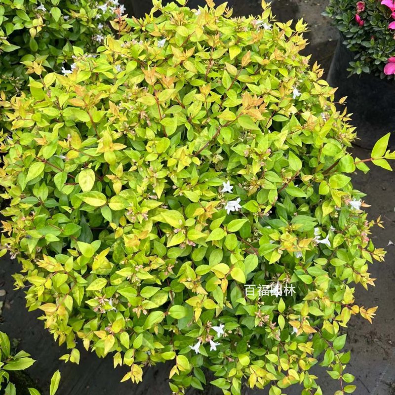 金叶大花六道木球精品球美植袋苗基地直销产地批发景观花镜植物