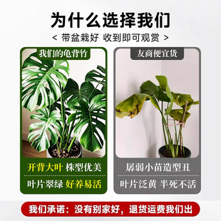 ���������Դ��~�_���Ϙ��͏d�k���҃�ֲ����̓����՚��B��Gֲ