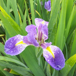Factory Wholesale Japanese Aquatic Evergreen Iris Nursery Supply Artificial Wetland Park Emergent Plants